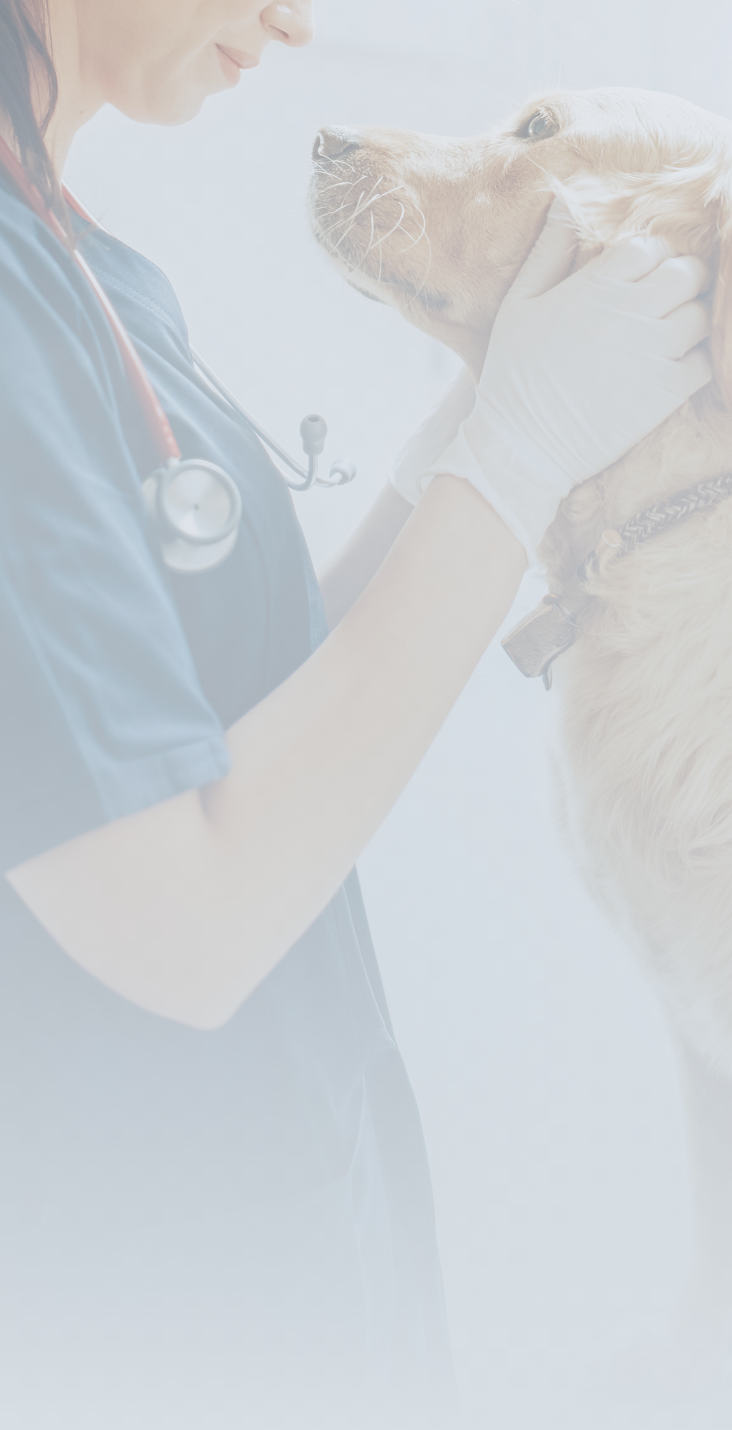 犬猫画像