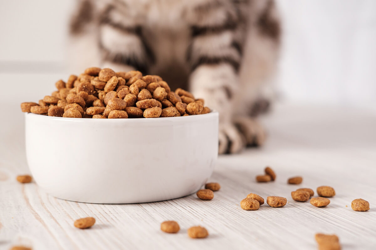 猫の療法食