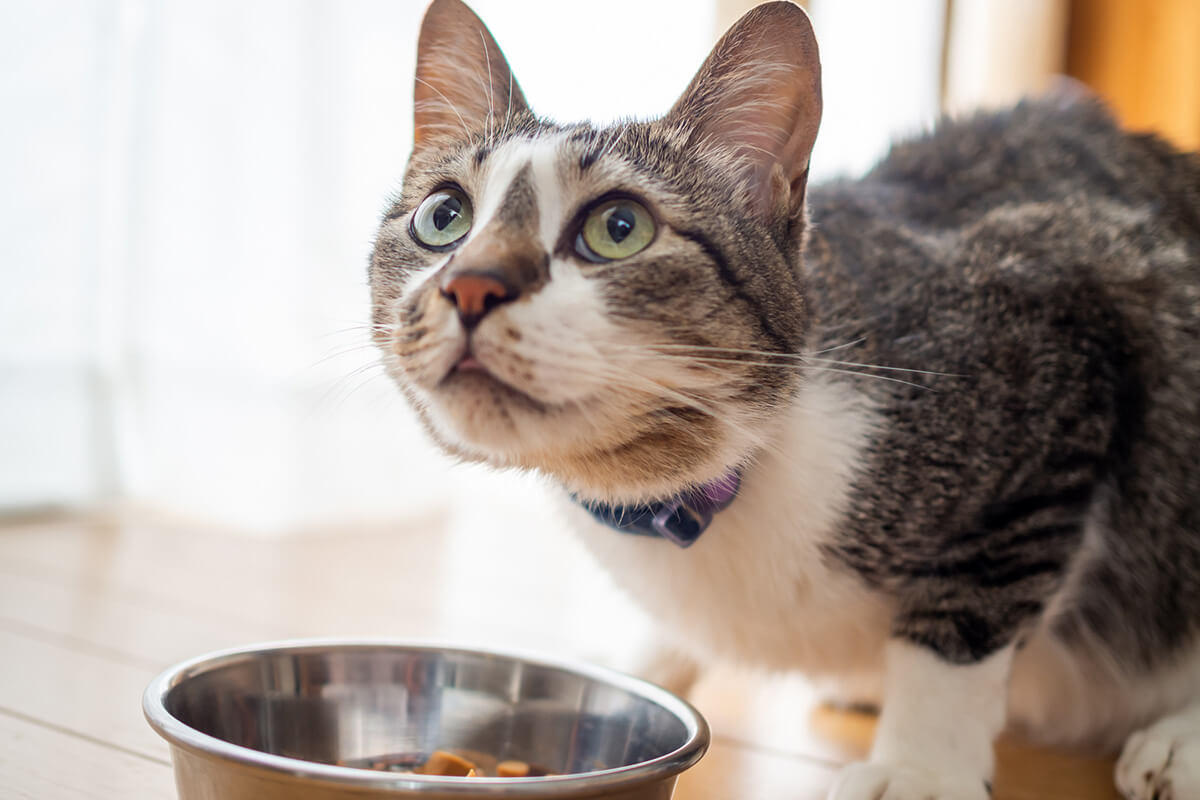 猫の療法食はどこで購入
