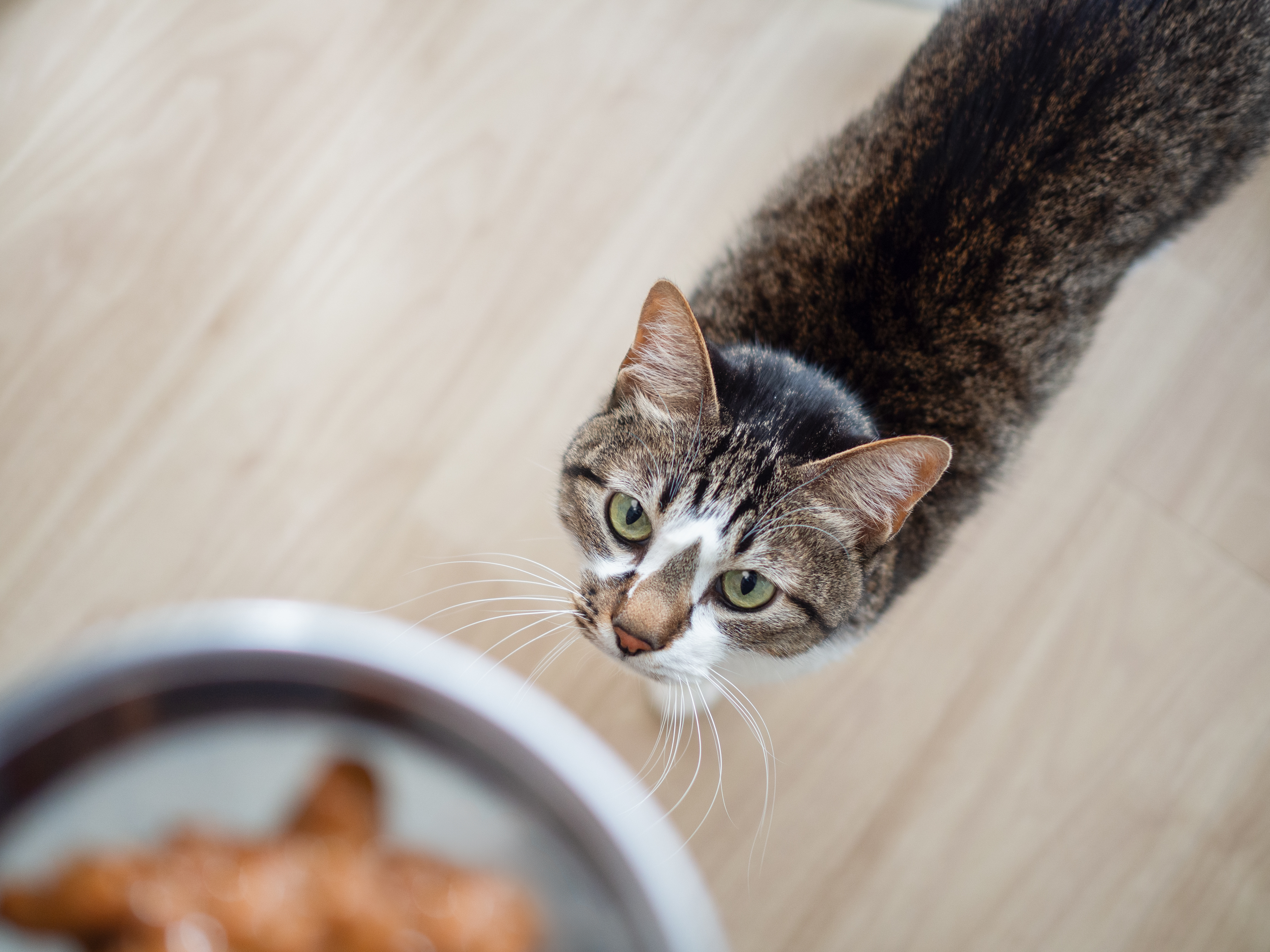 療法食の特徴