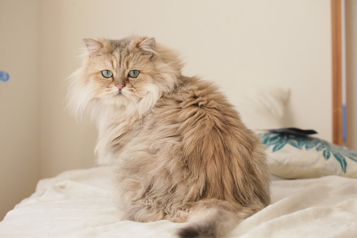 皮膚病にかかりやすい猫