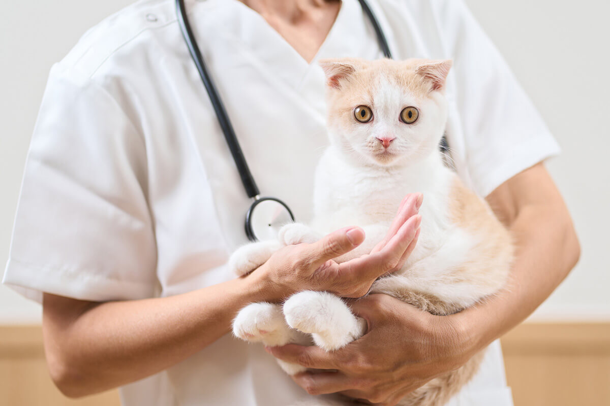 猫の皮膚病の主な治療法