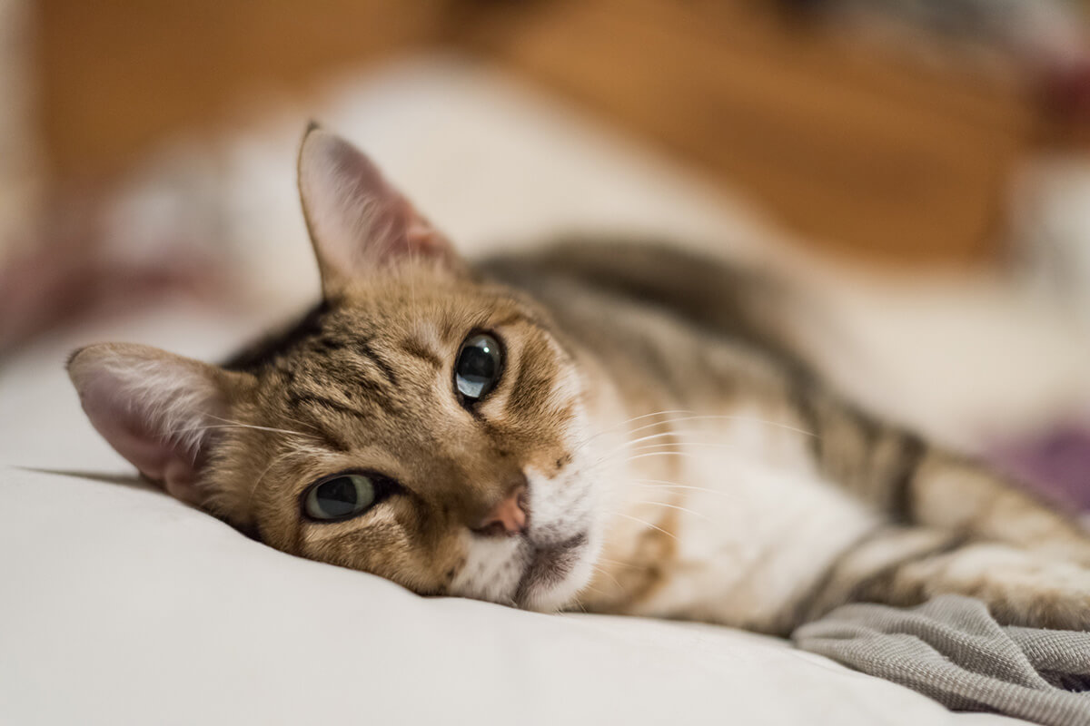 猫の糖尿病の主な原因
