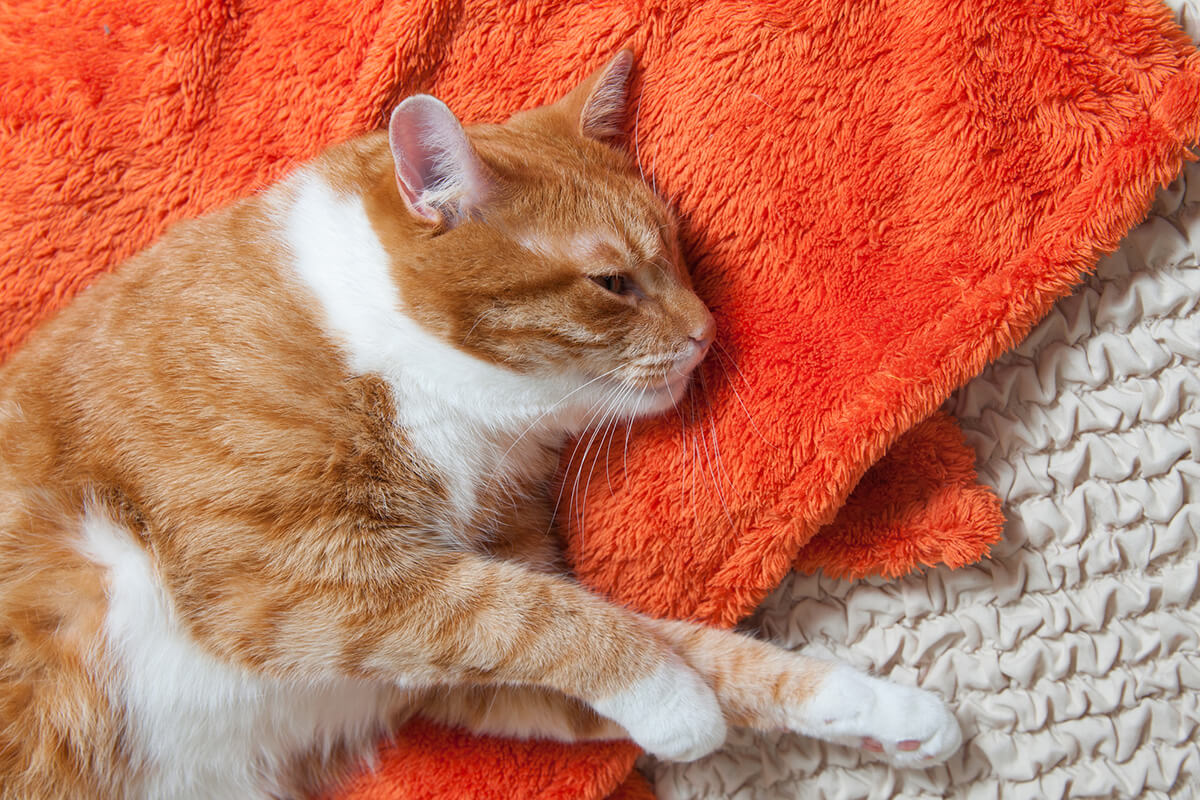 猫の糖尿病の主な症状