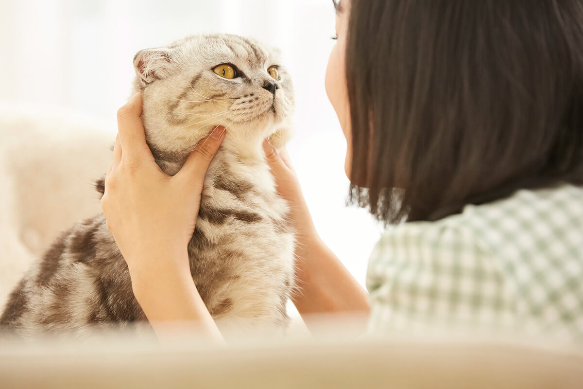 猫の糖尿病を予防する方法5つ
