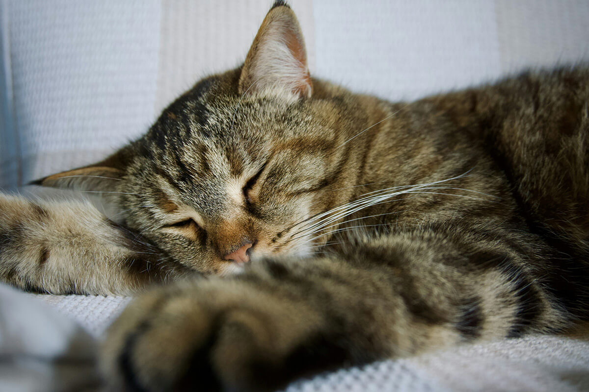 猫の健康診断の内容