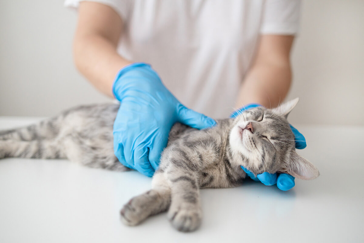 猫の腎臓病の主な治療法