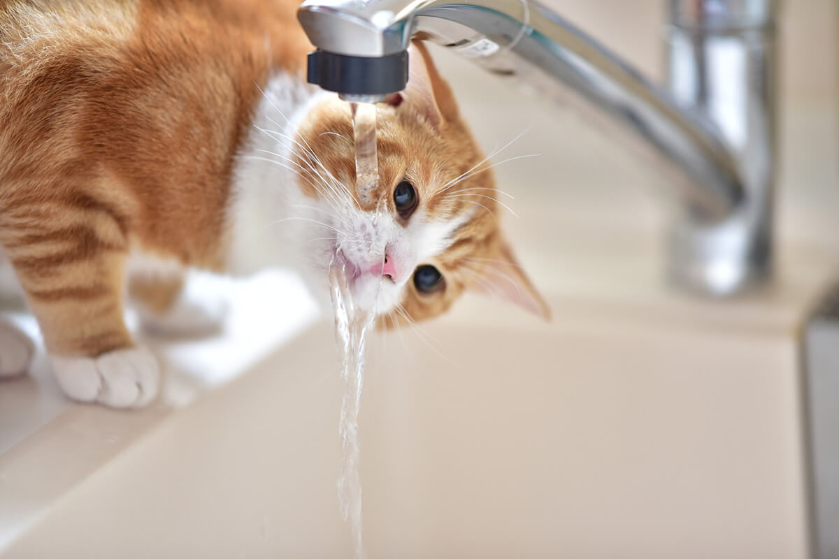 猫の腎臓病の予防法