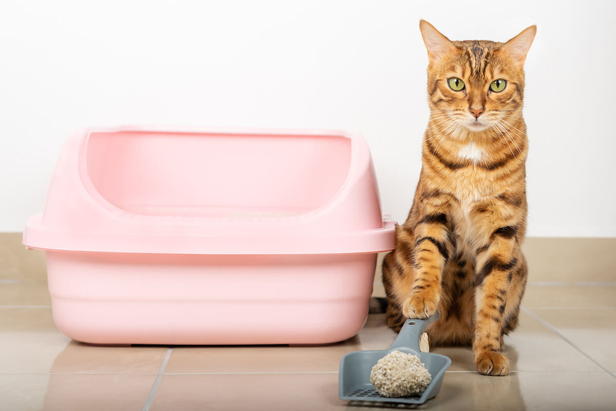 猫の尿石症の主な種類