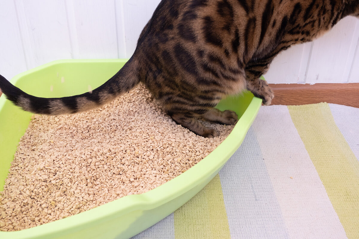 猫の尿石症の主な原因5つ