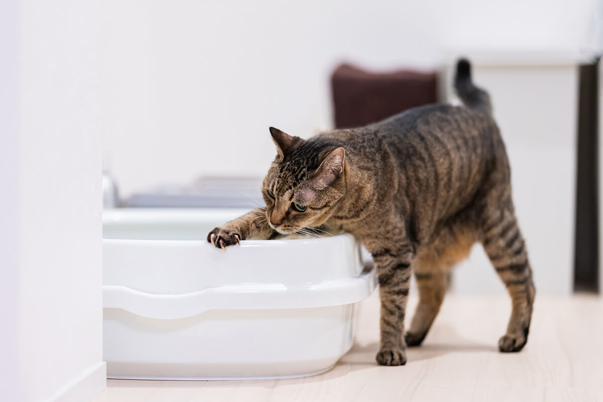 尿石症になりやすい猫の特徴