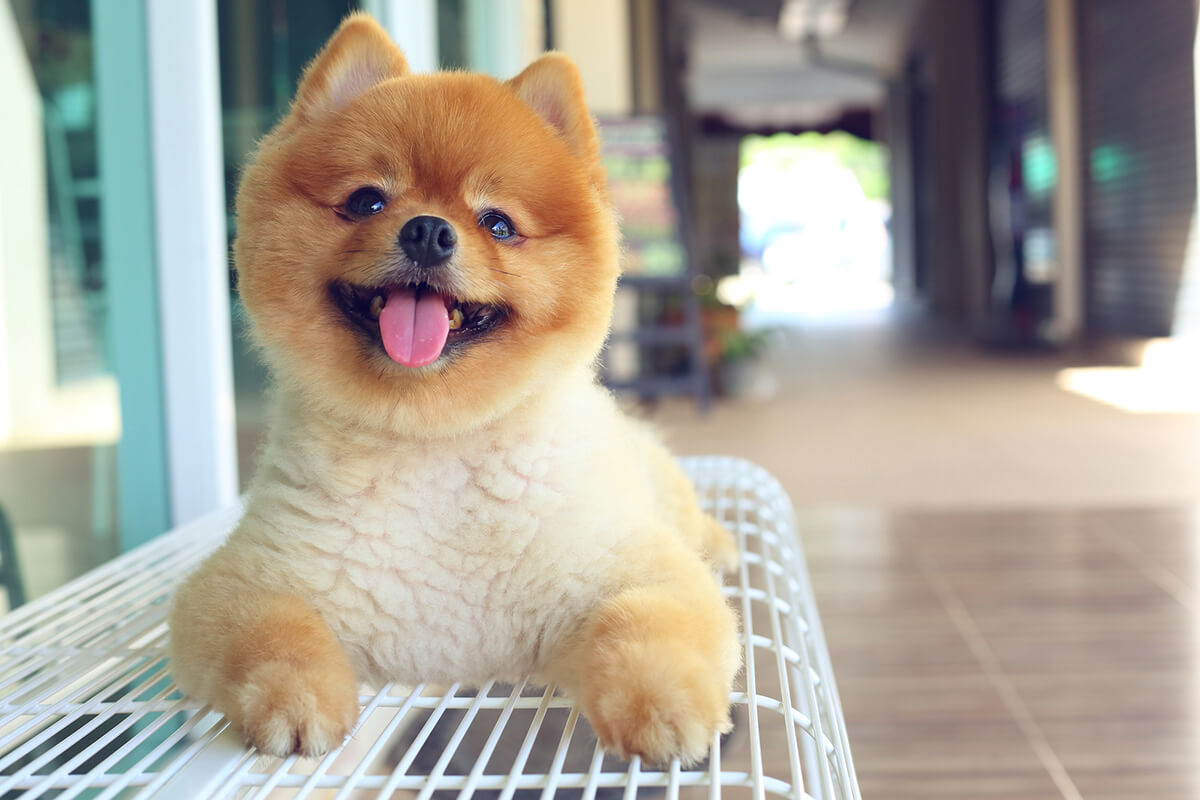 犬の理想体重と体型