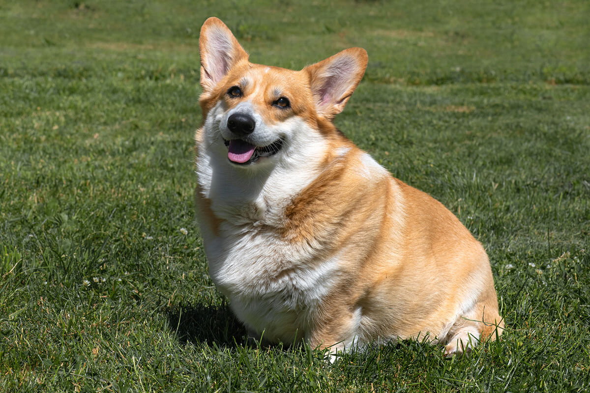 太りやすい犬種