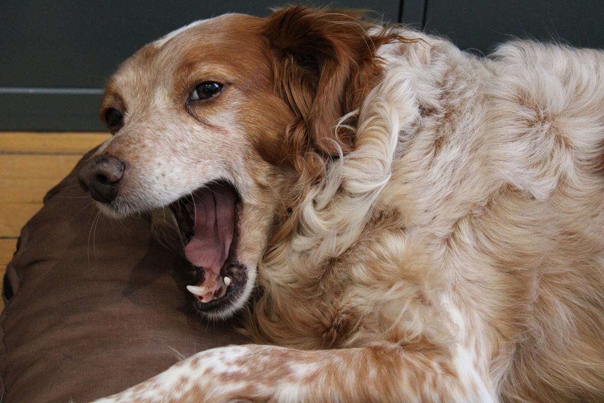 咳はなぜでるの？犬の咳の特徴は？ 
