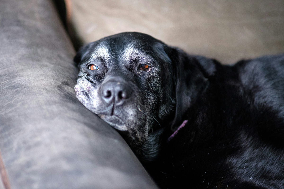 犬の認知症とは？サインはあるの？ 
