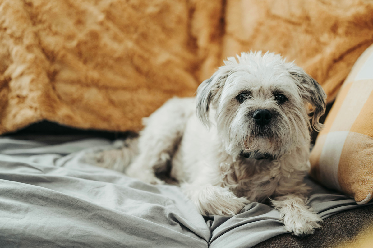 犬の認知症の特徴と類似疾患について 