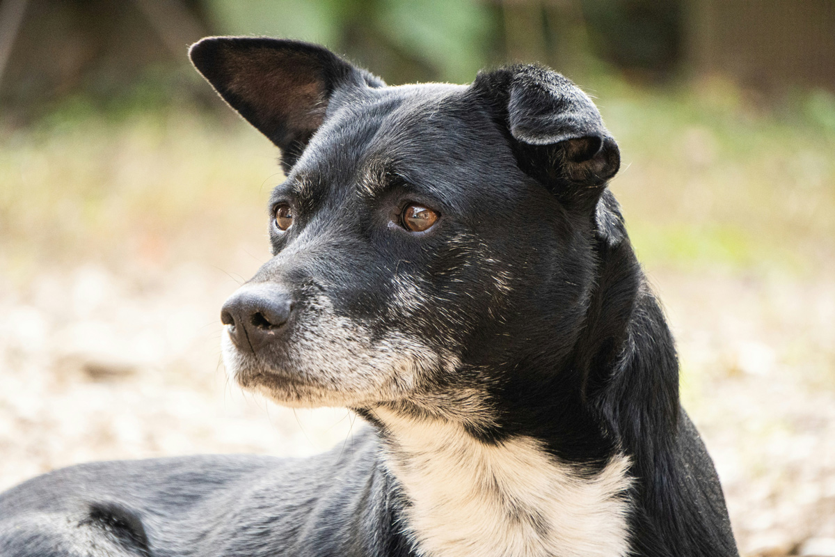 愛犬が認知症になってしまったら？ 