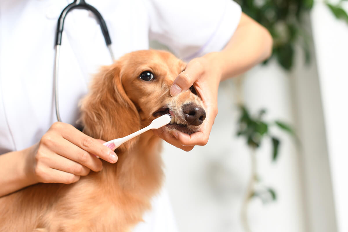 自宅でやりたい犬の歯磨きケア