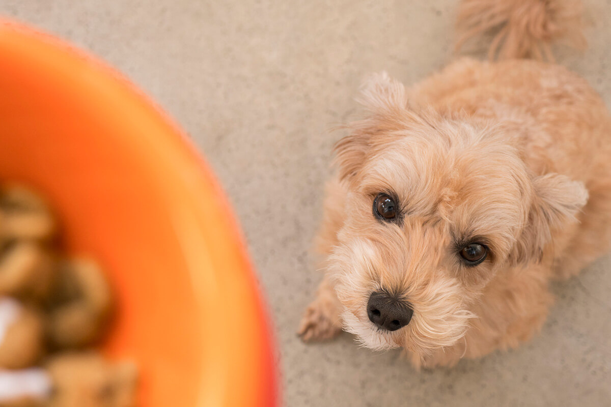 犬の療法食の主な種類7つ