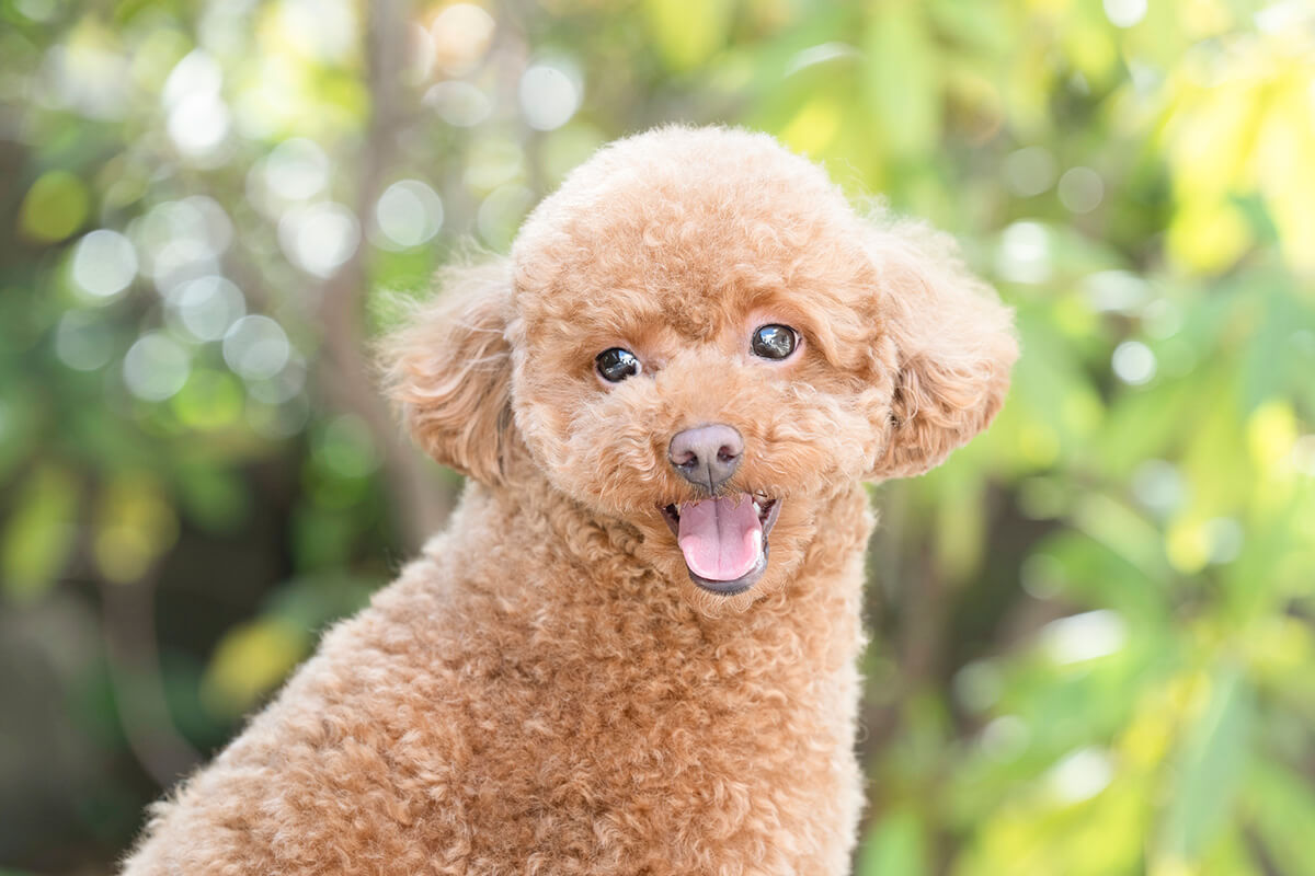 犬のてんかん発作の予防法3つ