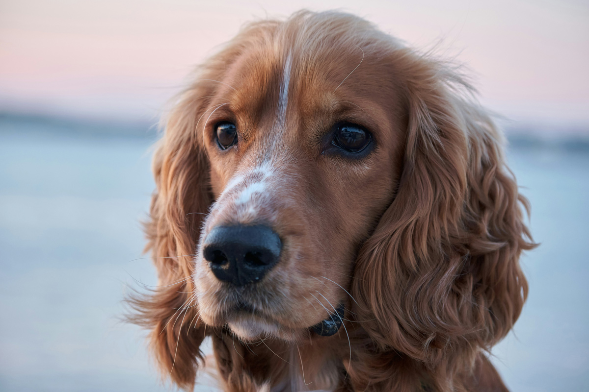 犬の食物アレルギーの特徴