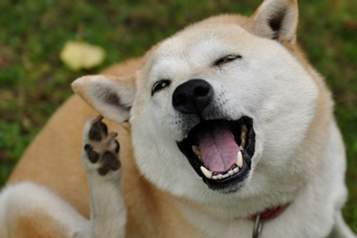 写真