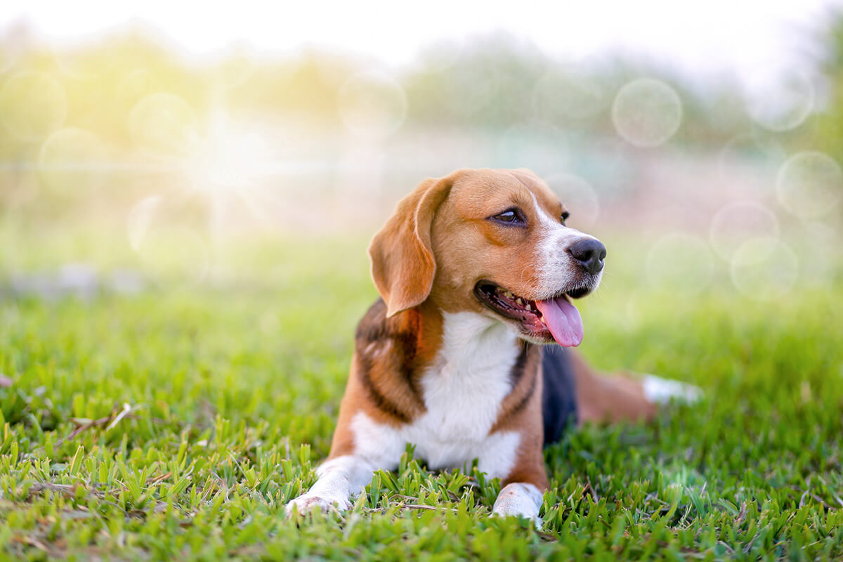 ビーグル犬