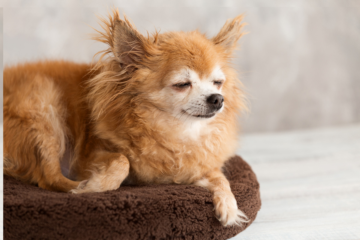 犬のてんかんや認知症における食事のポイント 