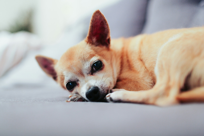 犬の狂犬病ワクチンは接種したほうがよい?接種スケジュールや費用などを解説