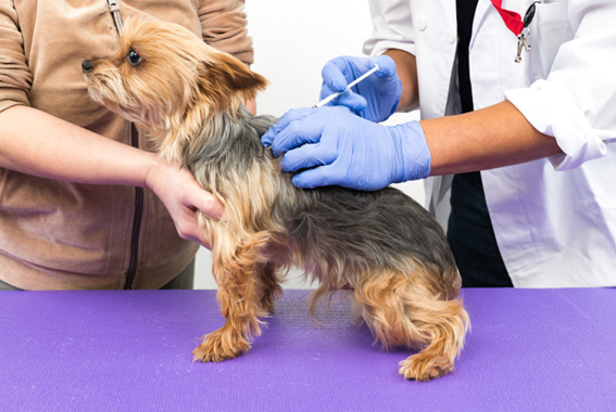 犬のIBDの診断、治療法は?