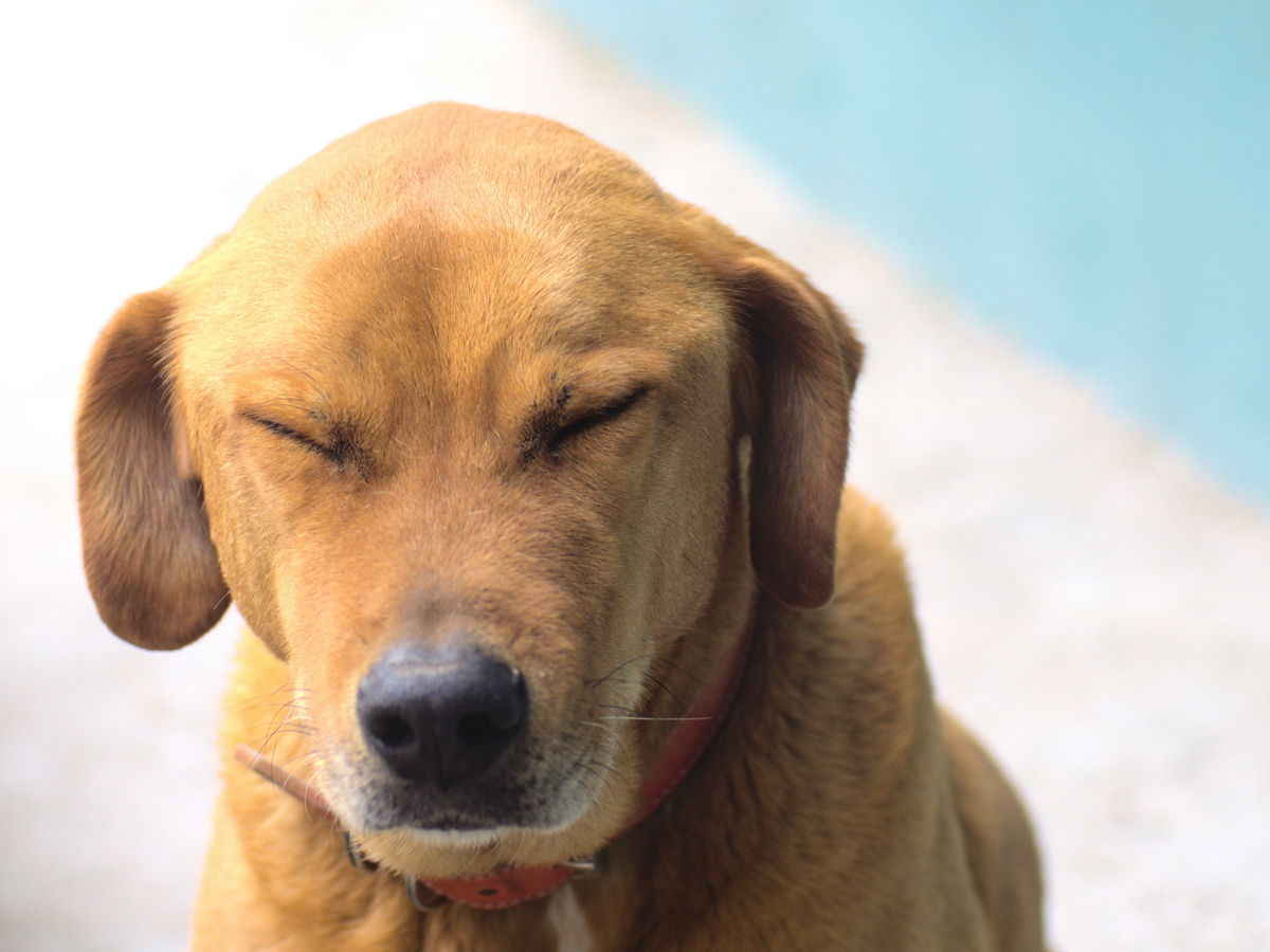 犬の逆くしゃみとは？くしゃみとは何が違うの？ 