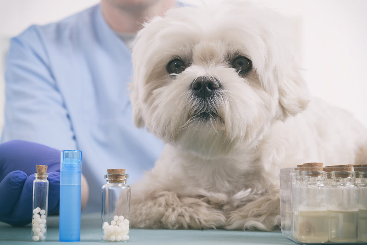 犬の皮膚病の主な治療法