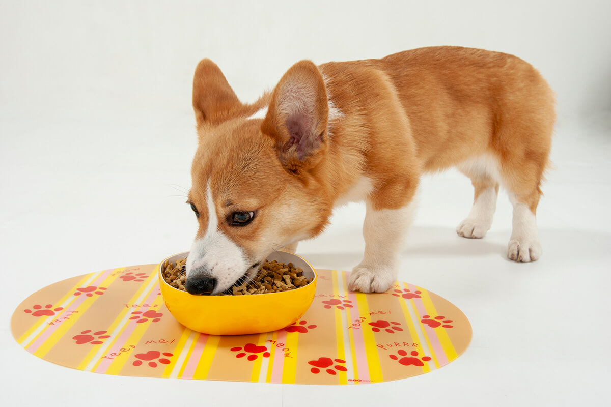 愛犬のための特別なドッグフード