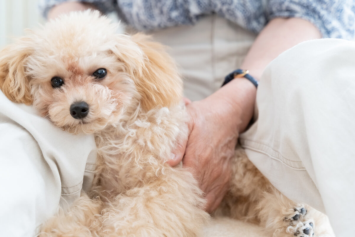 犬の尿石症