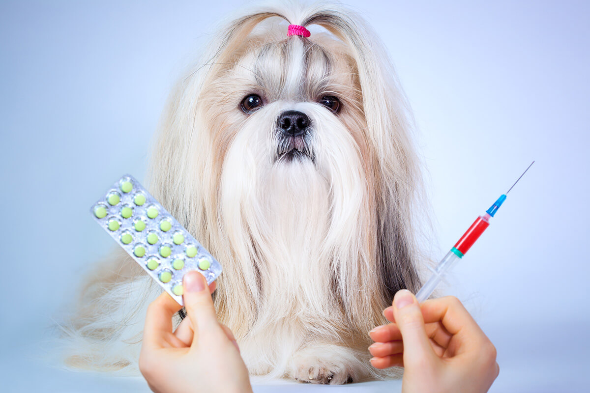 犬の尿石症の主な治療法