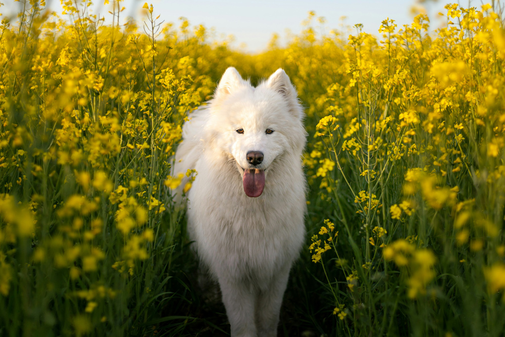 犬の狂犬病ワクチンは接種したほうがよい？接種スケジュールや費用などを解説 