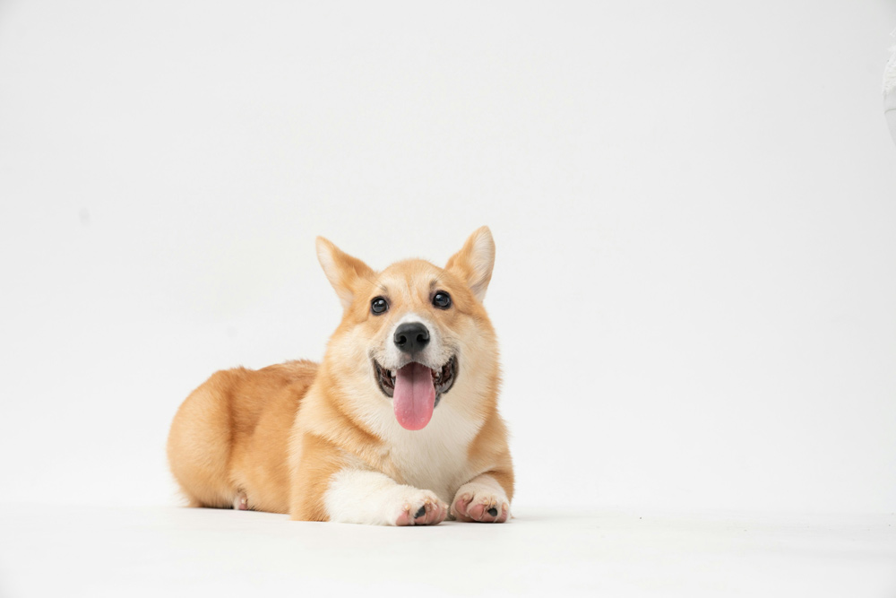 犬のIBDの診断、治療法は？