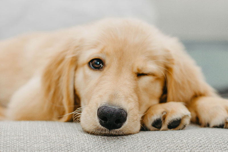 犬はそもそもどのくらい水を飲むの？ 