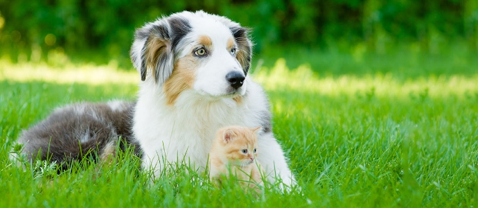 犬猫画像