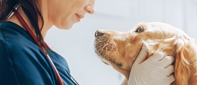 犬猫画像
