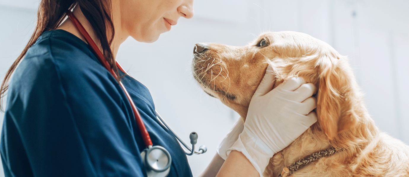 犬猫画像